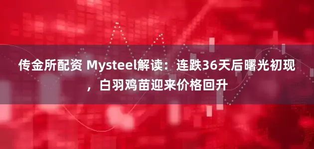 传金所配资 Mysteel解读：连跌36天后曙光初现，白羽鸡苗迎来价格回升