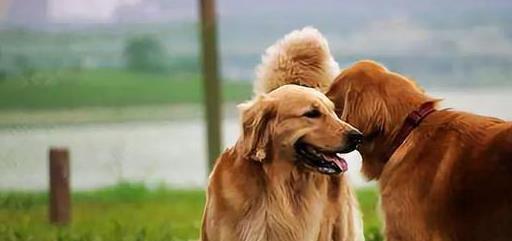 龙坤投资 保证你的狗友善，且避免伤人的关键措施