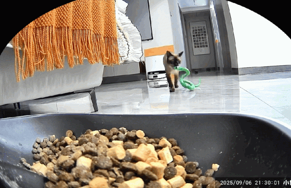 长胜证券 小猫每天都带着自己的玩偶宴请八方？原来小猫也有自己的宠物！