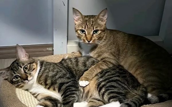 永隆配资 猫咪社恐也没什么不好，至少它不会去外面撒野，让你成为孤家寡人